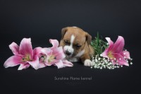 /album/shhenki/foksi1-jpg/