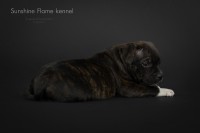 /album/shhenki/arni5-jpg/