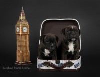 /album/shhenki/basya-kvini-jpg1/