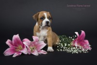 /album/shhenki/foksi-jpg/