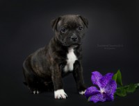 /album/shhenki/arni-jpg/