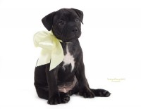 /album/shhenki/a2-jpg/