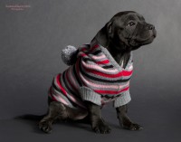 /album/shhenki/a208546-790cc-62963784-u3b554-jpg/