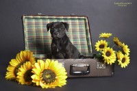 /album/shhenki/a208546-41225-62963722-ua94ec-jpg/