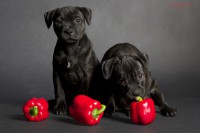 /album/shhenki/a208546-c83cb-62963772-udbf48-jpg/