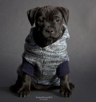 /album/shhenki/a208546-0c755-62963794-u37c11-jpg/