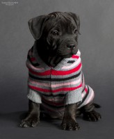 /album/shhenki/a208546-34581-62963787-u0d0e7-jpg/