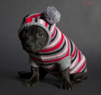 /album/shhenki/a208546-e3456-62963782-ue854d-jpg/