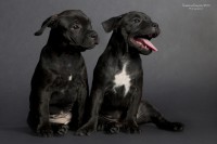 /album/shhenki/a208546-66564-62963760-ua39f4-jpg/