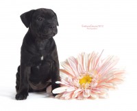 /album/shhenki/a208546-c64f7-62963686-ud59e6-jpg/