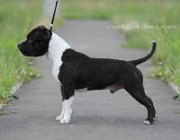 21.09.2014 Красноярск, Региональная выставка "Звёздное шоу Красного Яра"