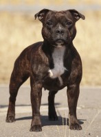 11.04.2015г. Бишкек (Кыргызстан), Интернациональная Выставка Собак всех пород ранга CACIB ( FCI ) ” Созвездие Азии -1 ” 