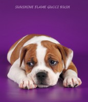 /album/shhenki/img-1013-jpg/