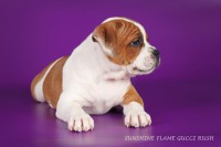 /album/shhenki/img-1018-jpg/