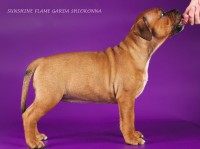 /album/shhenki/img-1074-jpg/