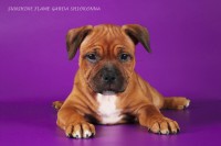 /album/shhenki/img-1099-jpg/