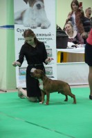 9.04.2016, Белгород,CACIB show